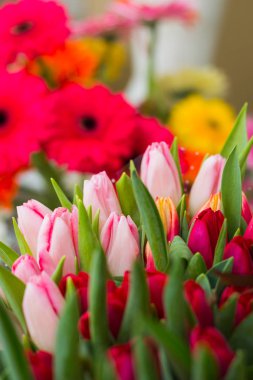 Güzel lale bahçesinde. Parlak kırmızı çiçek. Arka plan bahar ve yaz.