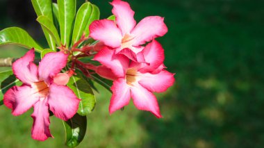 Arka planı yeşil yaprakları güzel parlak kırmızı çiçek. Doğal arka plan. yakın çekim. Sosyal ağlar için arka plan. Doğal kaynak arka plan.