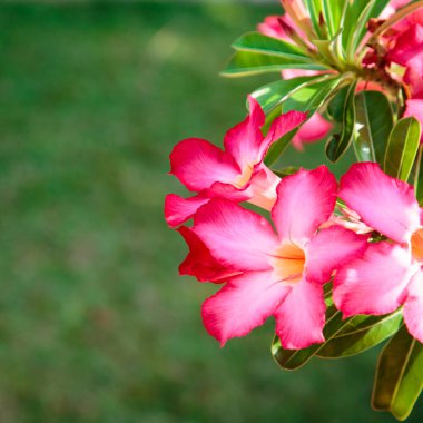 Arka planı yeşil yaprakları güzel parlak kırmızı çiçek. Doğal arka plan. yakın çekim. Sosyal ağlar için arka plan. Doğal kaynak arka plan.