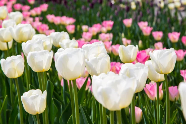 Belles Tulipes Dans Jardin Fleurs Rouges Vives Printemps Été Arrière — Photo