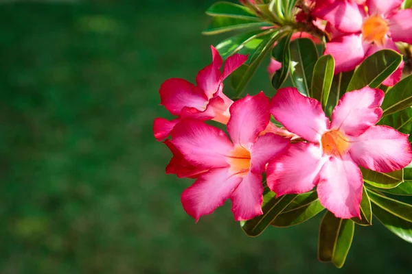 Bela Flor Vermelha Brilhante Contra Fundo Folhas Verdes Fundo Natural — Fotografia de Stock