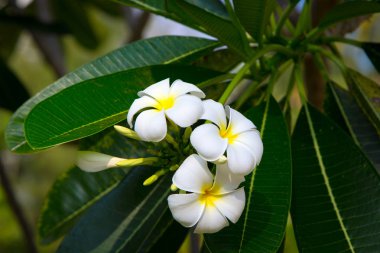 Plumeria çiçek beyaz ve sarı ağaç üzerinde çiçek açması. Doğal arka plan. Sosyal ağlar için arka plan. Doğal kaynak arka plan.