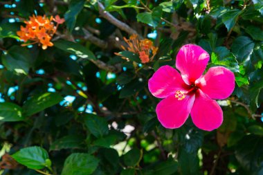 Arka planı yeşil yaprakları güzel parlak kırmızı çiçek. Doğal arka plan. yakın çekim. Doğal kaynak arka plan.