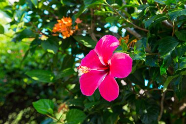 Arka planı yeşil yaprakları güzel parlak kırmızı çiçek. Doğal arka plan. yakın çekim. Doğal kaynak arka plan.
