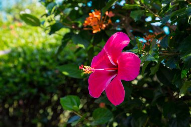 Arka planı yeşil yaprakları güzel parlak kırmızı çiçek. Doğal arka plan. yakın çekim. Doğal kaynak arka plan.