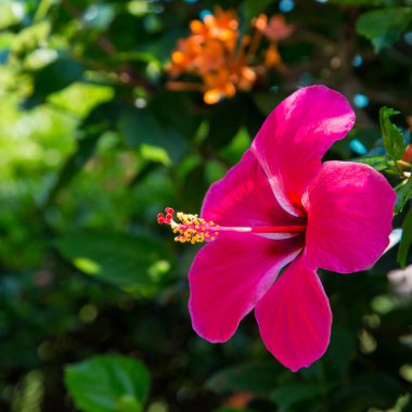 Arka planı yeşil yaprakları güzel parlak kırmızı çiçek. Doğal arka plan. yakın çekim. Doğal kaynak arka plan.