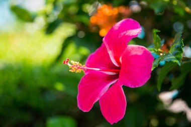 Arka planı yeşil yaprakları güzel parlak kırmızı çiçek. Doğal arka plan. yakın çekim. Doğal kaynak arka plan.