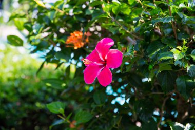 Arka planı yeşil yaprakları güzel parlak kırmızı çiçek. Doğal arka plan. yakın çekim. Doğal kaynak arka plan.