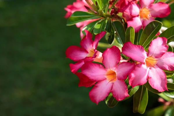 Bela Flor Vermelha Brilhante Contra Fundo Folhas Verdes Fundo Natural — Fotografia de Stock