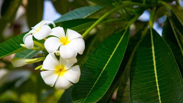 Plumeria Flores São Brancas Amarelas Estão Florescendo Árvore Fundo Natural — Fotografia de Stock