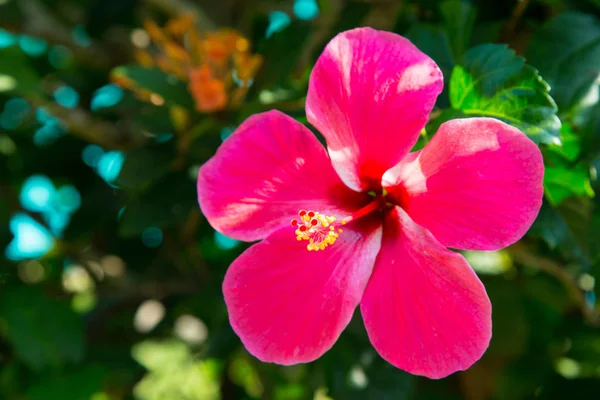 Belle Fleur Rouge Vif Sur Fond Feuilles Vertes Fond Naturel — Photo