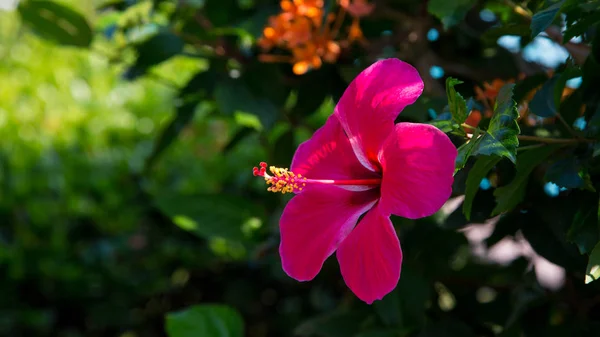 Bela Flor Vermelha Brilhante Contra Fundo Folhas Verdes Fundo Natural — Fotografia de Stock