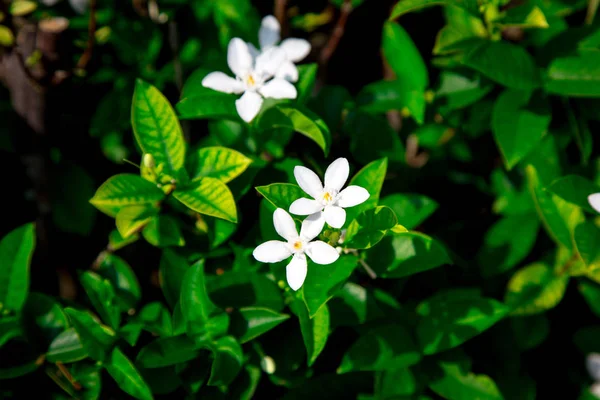 Plumeria Bloemen Zijn Wit Geel Zijn Bloei Boom Natuurlijke Achtergrond — Stockfoto