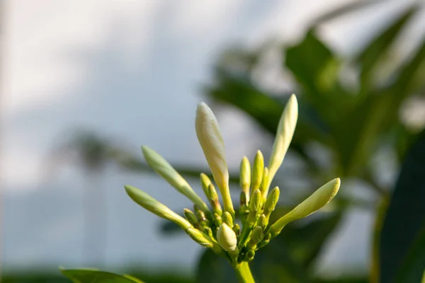 Plumeria Kwiaty Białe Żółte Kwitnące Drzewo Naturalne Podłoże Tło Dla — Zdjęcie stockowe