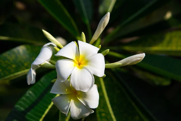 Plumeria Kwiaty Białe Żółte Kwitnące Drzewo Naturalne Podłoże Tło Dla — Zdjęcie stockowe