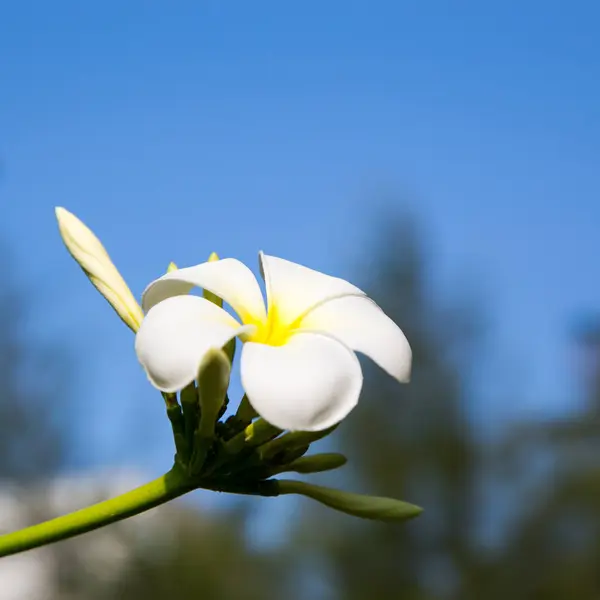 Plumeria Çiçek Beyaz Sarı Ağaç Üzerinde Çiçek Açması Doğal Arka — Stok fotoğraf