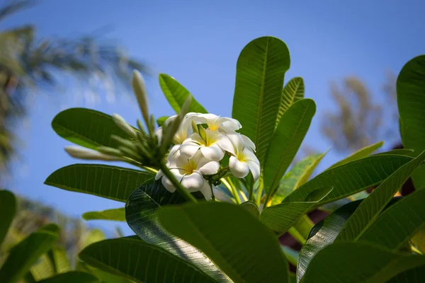 Plumeria Flores São Brancas Amarelas Estão Florescendo Árvore Fundo Natural — Fotografia de Stock