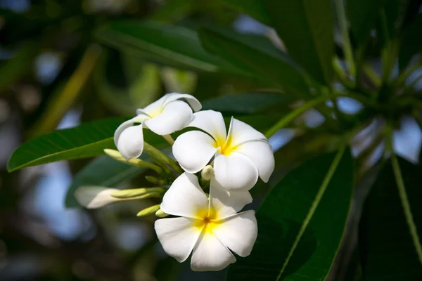 Plumeria Kwiaty Białe Żółte Kwitnące Drzewo Naturalne Podłoże Tło Dla — Zdjęcie stockowe