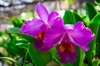Bahçede diğer çiçekler bir arka plan üzerinde büyüyen güzel kırmızı orkide çiçek. Bir kartpostal kullanmak için reklam. Tayland. Doğal kaynak arka plan.