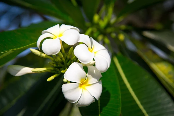 Plumeria Kwiaty Białe Żółte Kwitnące Drzewo Naturalne Podłoże Tło Dla — Zdjęcie stockowe