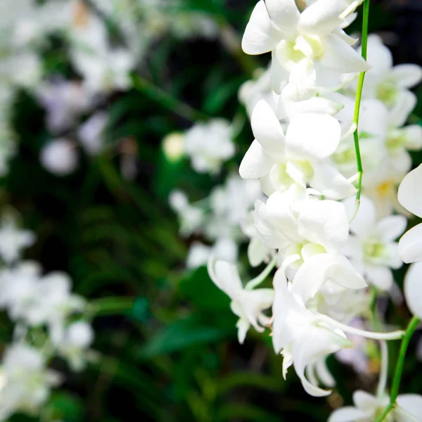 Bellissimo Fiore Orchidea Rossa Che Cresce Nel Giardino Uno Sfondo — Foto Stock