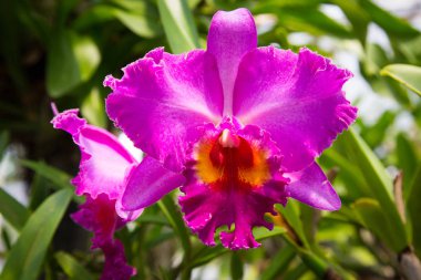 Bahçede diğer çiçekler bir arka plan üzerinde büyüyen güzel kırmızı orkide çiçek. Bir kartpostal kullanmak için reklam. Tayland. Doğal kaynak arka plan.