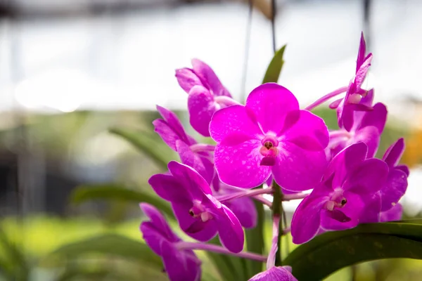 Bellissimo Fiore Orchidea Rossa Che Cresce Nel Giardino Uno Sfondo — Foto Stock