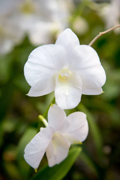 Piękny Czerwony Kwiat Orchidei Uprawy Ogrodzie Tle Innych Kwiatów Użytku — Zdjęcie stockowe