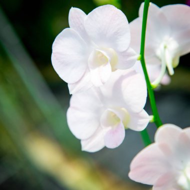 Bahçede diğer çiçekler bir arka plan üzerinde büyüyen güzel kırmızı orkide çiçek. Bir kartpostal kullanmak için reklam. Tayland. Doğal kaynak arka plan.