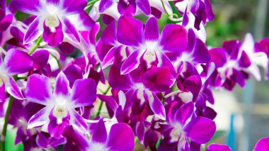 Bahçede diğer çiçekler bir arka plan üzerinde büyüyen güzel kırmızı orkide çiçek. Bir kartpostal kullanmak için reklam. Tayland. Doğal kaynak arka plan.