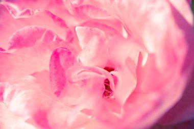 Gül yaprakları ile hassas arka plan. Düğün davetiyeleri ve kartpostal için uygundur. Doğal kaynak arka plan.