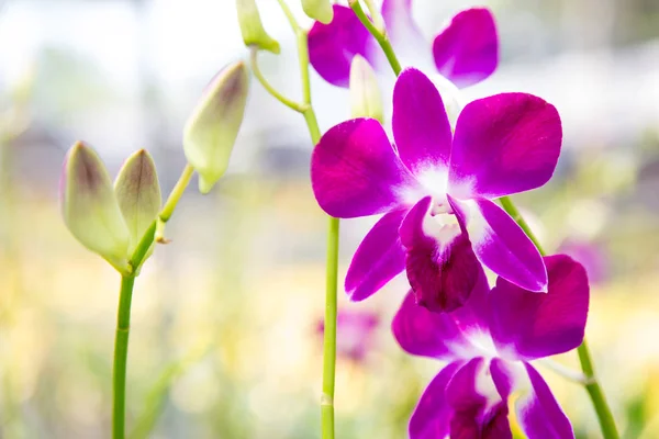 Bellissimo Fiore Orchidea Rossa Che Cresce Nel Giardino Uno Sfondo — Foto Stock