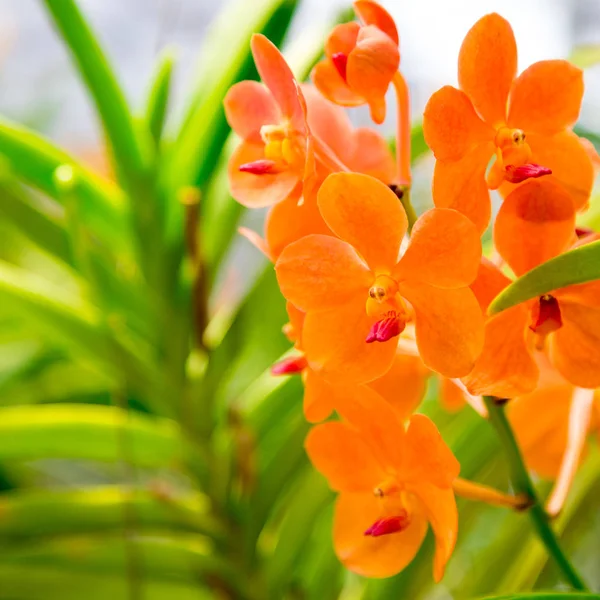 Bela Flor Orquídea Vermelha Crescendo Jardim Fundo Outras Flores Para — Fotografia de Stock