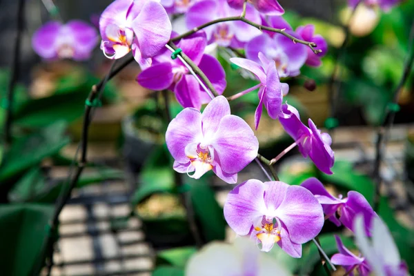 Bellissimo Fiore Orchidea Rossa Che Cresce Nel Giardino Uno Sfondo — Foto Stock