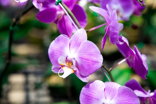 Bellissimo Fiore Orchidea Rossa Che Cresce Nel Giardino Uno Sfondo — Foto Stock