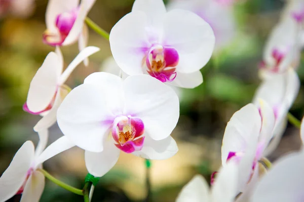 Bellissimo Fiore Orchidea Rossa Che Cresce Nel Giardino Uno Sfondo — Foto Stock