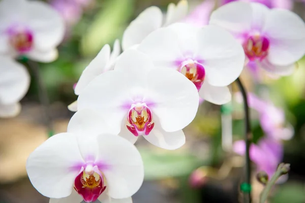 Bellissimo Fiore Orchidea Rossa Che Cresce Nel Giardino Uno Sfondo — Foto Stock