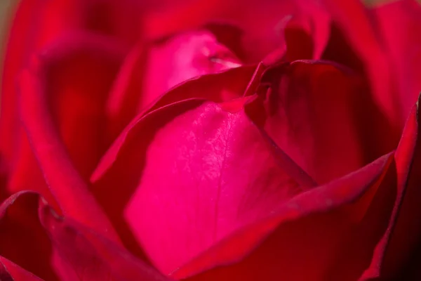 Нежный Фон Лепестками Роз Подходит Свадебных Приглашений Открыток Естественная Весна — стоковое фото