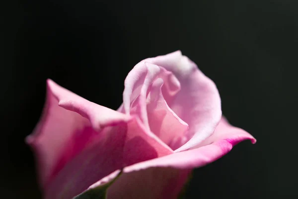 Нежный Фон Лепестками Роз Подходит Свадебных Приглашений Открыток Естественная Весна — стоковое фото
