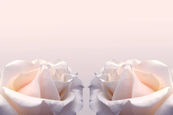 Fijne Crème Achtergrond Met Een Roos Perfect Voor Bruiloften Uitnodigingen — Stockfoto