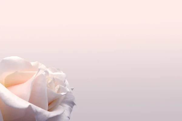 Fundo Creme Delicado Com Uma Rosa Perfeito Para Casamentos Convites — Fotografia de Stock