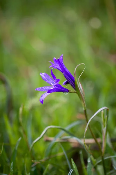 Flores Silvestres Azules Sobre Fondo Hierba Verde Fondo Primavera Verano — Foto de Stock
