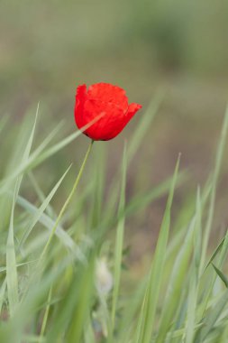 Yeşil bahar çimen bir arka plan üzerinde kırmızı gelincik. Bahar yeşil arka plan. Doğal kaynak arka plan.