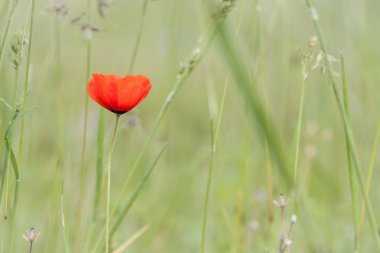 Yeşil bahar çimen bir arka plan üzerinde kırmızı gelincik. Bahar yeşil arka plan. Doğal kaynak arka plan.