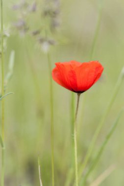 Yeşil bahar çimen bir arka plan üzerinde kırmızı gelincik. Bahar yeşil arka plan. Doğal kaynak arka plan.