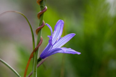 Yeşil çim zemin üzerine mavi kır çiçekleri. Arka plan bahar ve yaz.