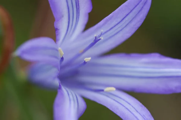 Yeşil Çim Zemin Üzerine Mavi Kır Çiçekleri Arka Plan Bahar — Stok fotoğraf