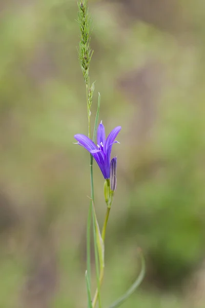 Yeşil Çim Zemin Üzerine Mavi Kır Çiçekleri Arka Plan Bahar — Stok fotoğraf