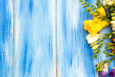 Bahar arka plan. Mavi ahşap arka plan üzerinde güzel bahar frezya çiçeği. Metin, yer yakın çekim.