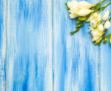 Bahar arka plan. Mavi ahşap arka plan üzerinde güzel bahar frezya çiçeği. Metin, yer yakın çekim.